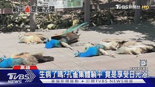 笑翻! 壽山動物園孔雀集體躺平…嚇壞遊客 結局超萌｜TVBS新聞 @TVBSNEWS02