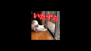 【激怒】八つ当たりするパピヨン犬【ペット】 #shorts