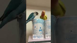 見守り中🦜#ボタンインコ#コザクラインコ＃セキセイインコ#オカメインコ#赤ちゃん