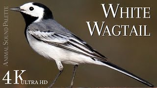 BIRD SOUNDS * White Wagtail (Motacilla Alba) * Animal Sounds Palette * 4K Ultra HD