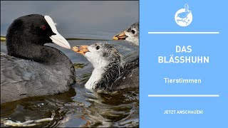 Vogelstimmen: Das Blässhuhn - Coot - Fulica atra (4k)