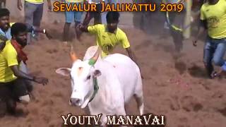 Manaparai Sevalur Jallikattu 2019 || Part 1