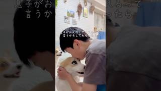 いじめるなー！ってもう抗議された🤣 #コーギー多頭飼い #犬と子供 #コーギー