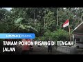 Tanam Pohon Pisang di Tengah Jalan | Liputan 6 Padang