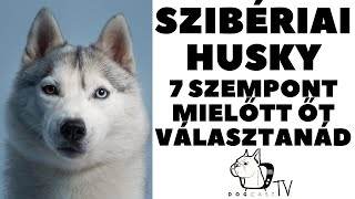 Mielőtt kutyát vennél - HUSKY - 7 fontos szempont!  DogCast TV!