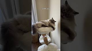 Most Viral Nimbus Zoomies of 2023 🏎️💨  #cat #funnycats #zoomies