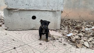 Dog wandering in abandoned construction site looking for food, cuteness melts viewers' hearts