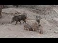 Soor ka shikar 2024 | Wild boar family | Pig hunting with dogs, boar hunting for life.