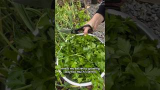 Here’s the secret to growing way too much cilantro #gardening