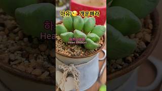 여름엔 저면관수가 좋아요 #하트빌로붐 #코노피튬 #Bilobum #Conophytum #succulents #다육이 #多肉植物 #반려식물 #shorts