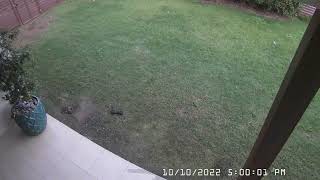 OpenCV Python time lapse using frame interpolation