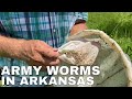 Army Worms in Arkansas