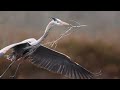 2022 Audubon Photography Awards: Video Category Honorable Mention