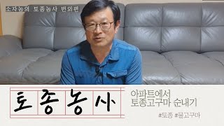 아파트에서 따라하는 토종고구마 순키우기