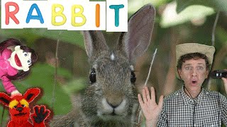 First Words #6 RABBIT | Learn 5 Animals | Learn English Kids Matt VS Big Rabbit