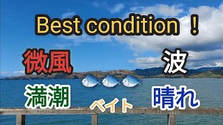 最高の釣り日和と思う日に魚は釣れるのか？！