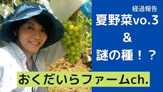 おくだいらファーム　夏野菜を育てる！経過　１日目＆謎の種を発見、何の種かわからないけど試しに育ててみる