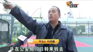 【1818黄金眼】疯牛冲入警局 特警果断击毙