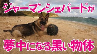 【ジャーマンシェパードと雑種犬の田舎暮らし】浮き球を見つけると夢中になるフジ