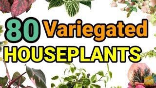 Top 80 Variegated Houseplants  | Varieties of Variegated Indoor Plant I Pinas_Go