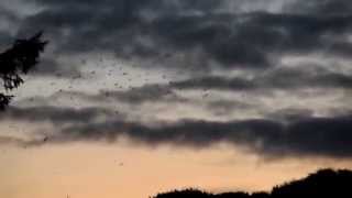 Rooks roosting over the River Thurso