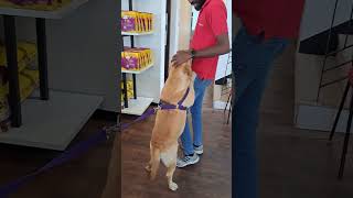 Discover the Ultimate Pet Shopping Experience at Sri Lanka's Best Pet Store - Petmart