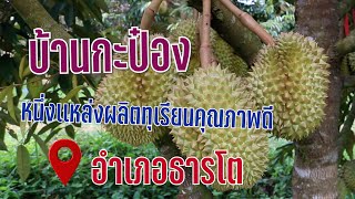 บ้านกะป๋อง หนึ่งเเหล่งผลิตทุเรียนคุณภาพ อำเภอธารโต