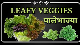 LEAFY VEGGIES पालेभाज्या