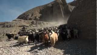 Смертоносные козлы в Мустанге. Death-threating goats in Mustang