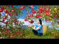 Harvest Apple & Goes To Market Sell | Harvesting And Cooking | Lý Song Ca