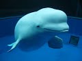 人間の子どもを怒るシロイルカ　a wise beluga whale in hakkeijima sea paradise