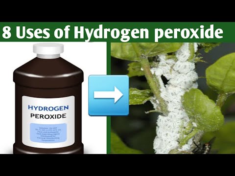 8 Uses Of HYDROGEN PEROXIDE On Plants And Garden / How To Use Hydrogen ...