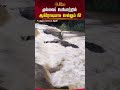 முல்லைப் பெரியாற்றில் ஆக்ரோஷமாக செல்லும் நீர் mullaiperiyardam theni newstamil24x7