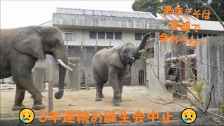 【アフリカゾウ】砥愛ちゃんのお誕生会３年連続中止(T_T)　とべ動物園