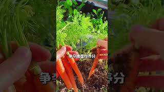 这些菜真的是绝配 #种菜 #种植小技巧 #关注我一起学种菜 #家庭种菜 #阳台种植