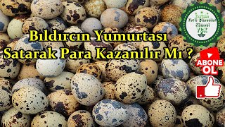 Bıldırcından Nasıl Para Kazanılır,/100 Bıldırcınla İşe Başlamak,/Bıldırcın Yumurtası İşi Karlı mı!