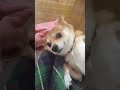 チワワとコーギーのミックス犬 甘える