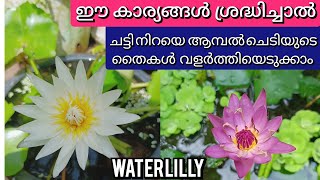 ആമ്പൽ ചെടി വളരുന്ന ചട്ടിയിൽ തന്നെ നിറയെ തൈകളും വളർത്തിയെടുക്കാം | Waterlilly new plant