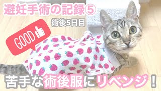 ‪シルバーベンガルの子猫の避妊手術の記録⑤ 術後5日目編