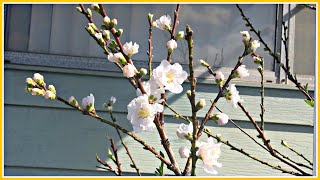 White peach blossoms,grown in the USA,Hoa đào trắng trồng ở mỹ ra sao/Tammycalivlog