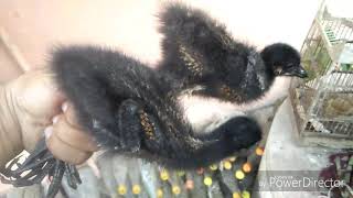 Playtube Pk Ultimate Video Sharing Website