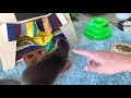 カワウソ コタロー　なんとも可愛い新技「鼻ちょん」　kotaro the otter new trick nose boop