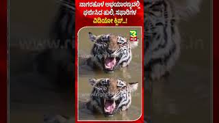 Mysore ।Tiger's roar ।ನಾಗರಹೊಳೆ ಅಭಯಾರಣ್ಯದಲ್ಲಿ ಘರ್ಜಿಸಿದ ಹುಲಿ, ಸಫಾರಿಗಳ ವಿಡಿಯೋ ಕ್ಲಿಪ್…! .