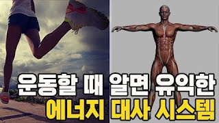 '유산소? 무산소?' 운동할때 알면 유익한 인체 에너지 대사 시스템