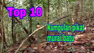 Top 10. Kumpulan pikat murai batu