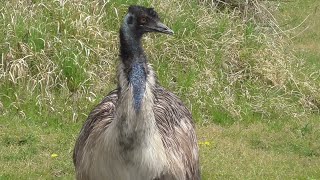 エミュー　飛べない大きな鳥　【掛川花鳥園】