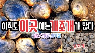 02/28일 주차후 20분만 걸어가면 개조개 살조개가 어마어마하게 많다! #바다생활 #해루질 #영흥도 #바다 #인천