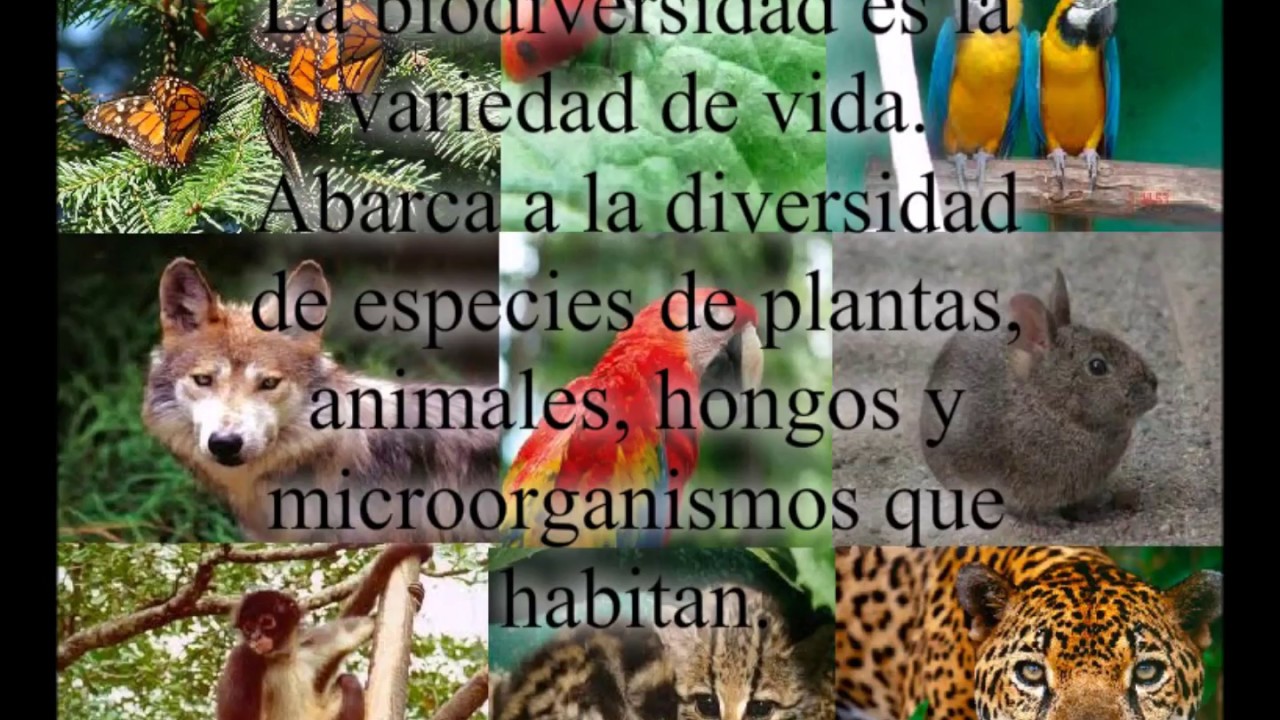 Valor De La Biodiversidad - YouTube