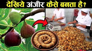 देखिये अंजीर कैसे बनता है ? । How Dried Figs Are Made ?