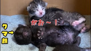 顔が熊ポイ仔猫